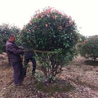 宿遷地區(qū)供應(yīng)紅葉石楠球，紅葉石楠樹量大