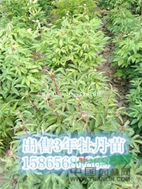 油用牡丹品種有幾種  提供種植技術