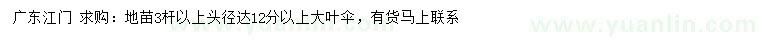 求購頭徑達12公分以上大葉傘