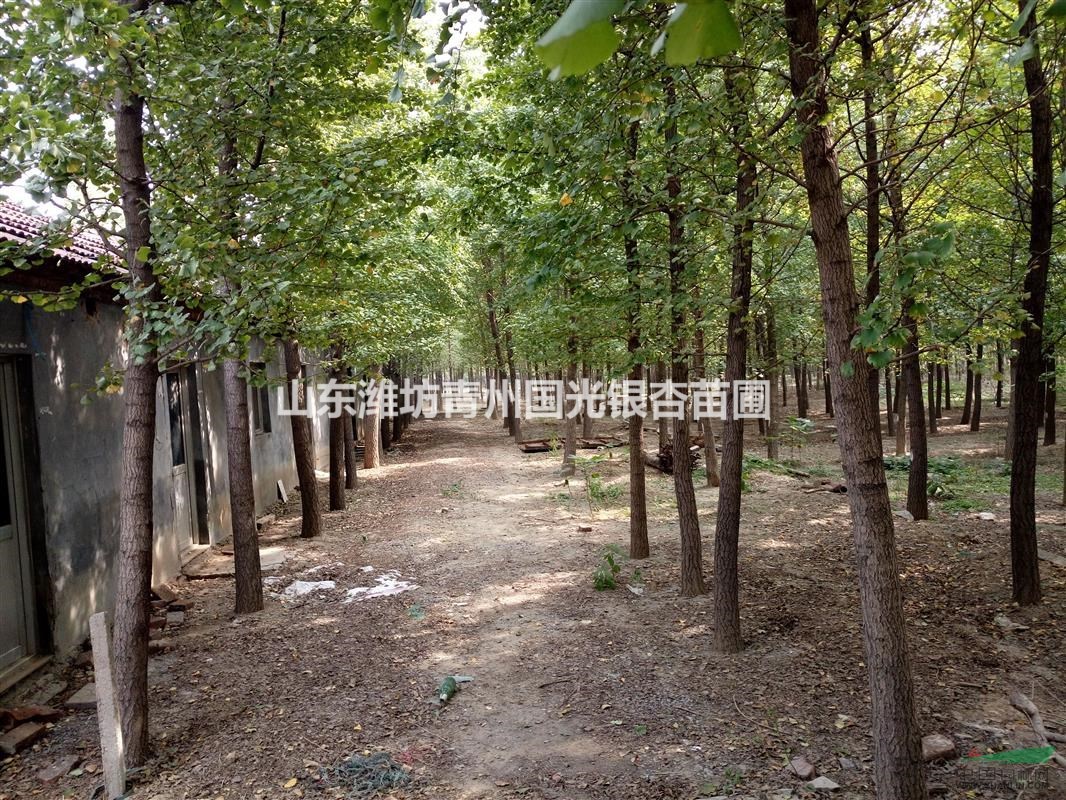山東濰坊青州銀杏苗木基地10-20公分