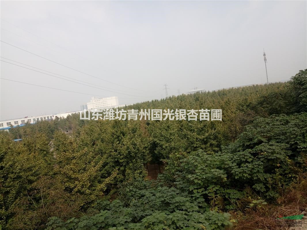 山東濰坊青州銀杏苗木基地10-20公分