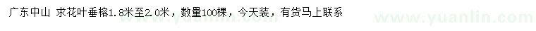 求購(gòu)1.8-2米葉垂榕