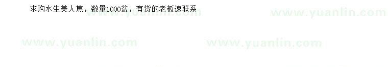 求購水生美人焦