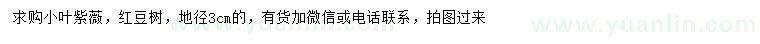 求購地徑3公分小葉紫薇、紅豆樹