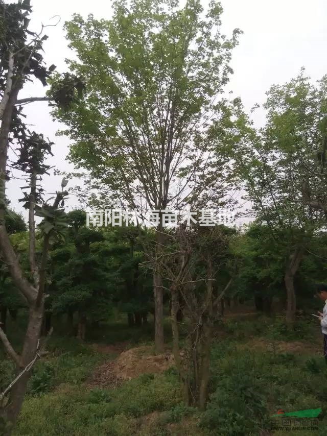 供應(yīng)復(fù)葉槭，青葉復(fù)葉槭
