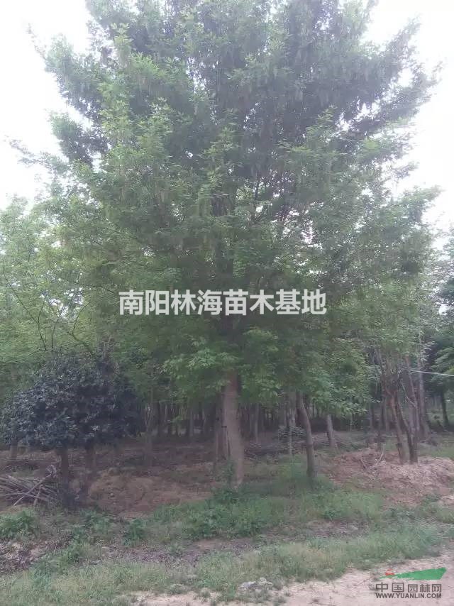 供應(yīng)復(fù)葉槭，青葉復(fù)葉槭