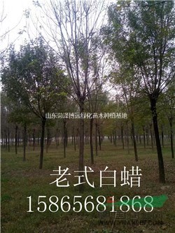 假植6公分優(yōu)質白蠟樹-15公分白蠟樹種植基地