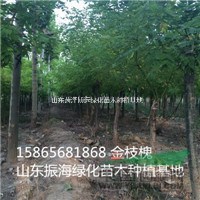 4公分金枝槐-8公分金枝槐山東菏澤地區(qū)價格
