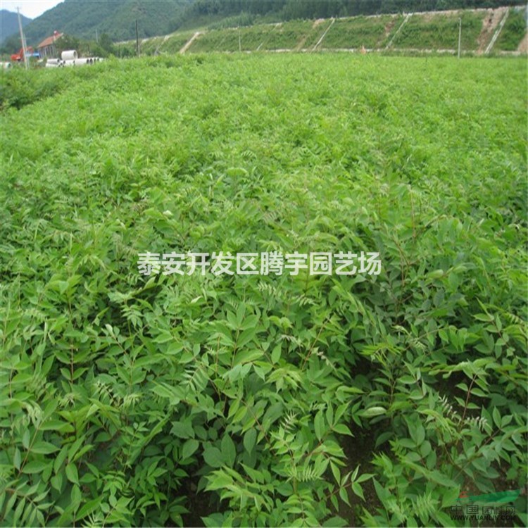 山東大紅袍花椒苗產(chǎn)量