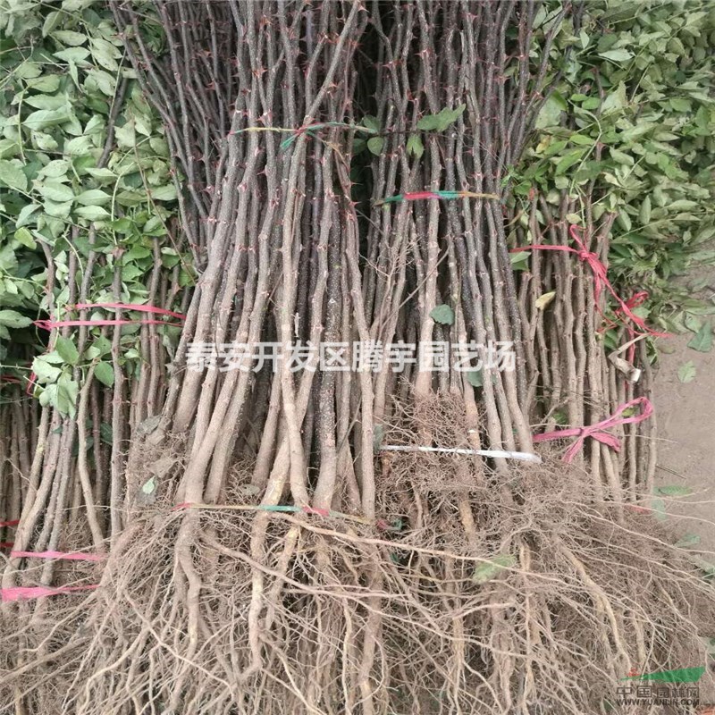 找花椒苗，就上中國(guó)園林網(wǎng)