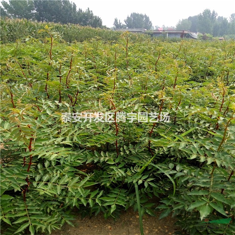 找花椒苗，就上中國(guó)園林網(wǎng)