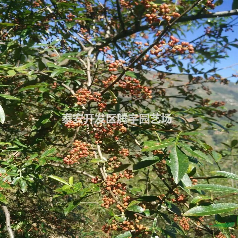 山東供應(yīng)花椒苗