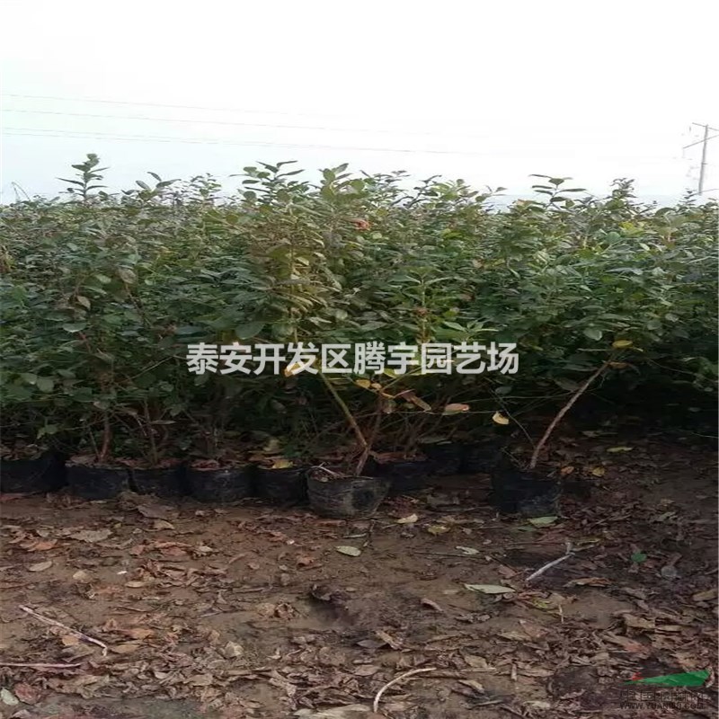 山東藍(lán)莓苗種植要點