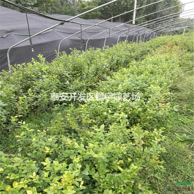 山東藍(lán)莓苗種植要點
