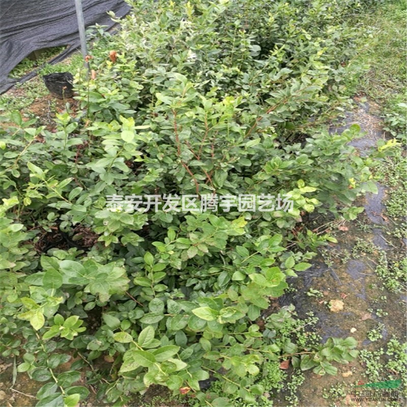山東藍莓苗產量