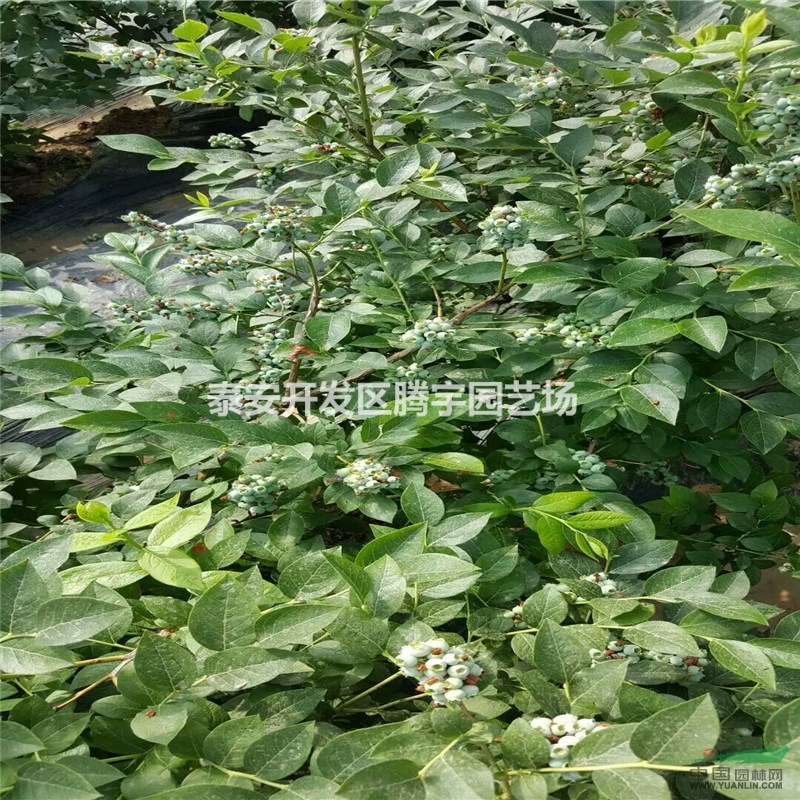 山東藍莓苗怎么樣