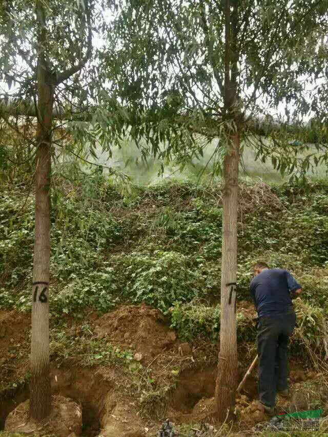 12公分國槐價格15公分國槐價格行情