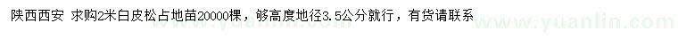 求購(gòu)2米白皮松