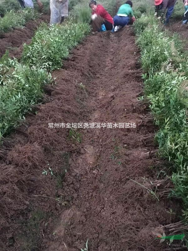 江苏常州夏溪苗圃【专业色块苗基地供应】营养杯毛杜鹃，南天竺等