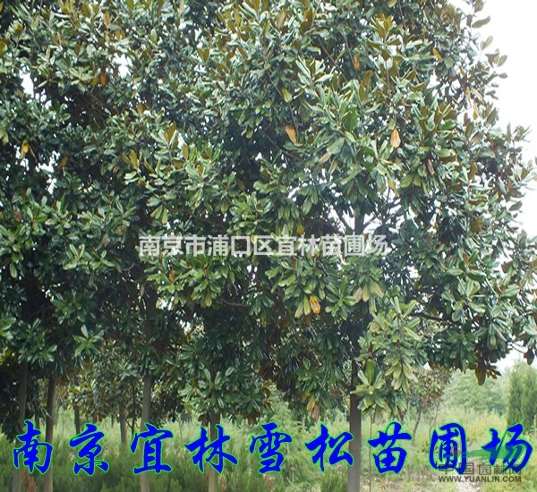 廣玉蘭價格|南京廣玉蘭價格|鎮(zhèn)江廣玉蘭價格
