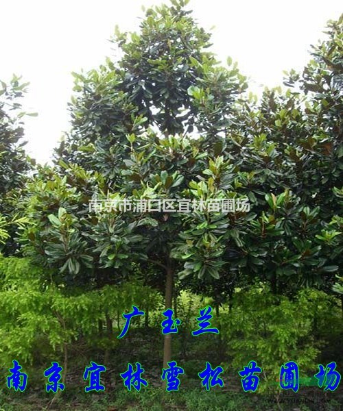 廣玉蘭價格|南京廣玉蘭價格|鎮(zhèn)江廣玉蘭價格