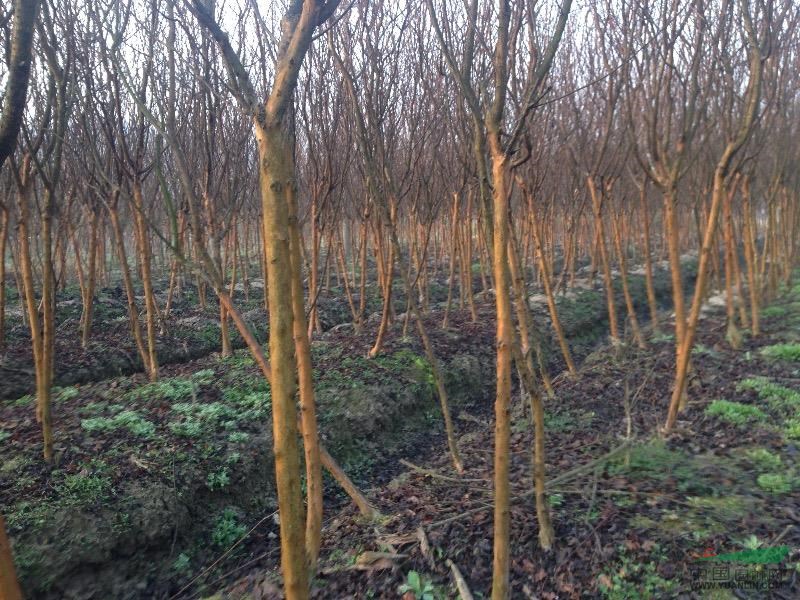 本苗圃今冬明春處理紅葉李，櫻花，櫸樹，無患子，黃山欒樹