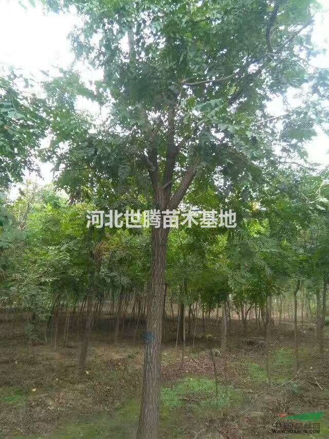 河北10公分栾树价格 6公分栾树苗木种植基地