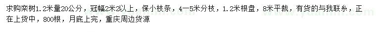 求購1.2米量20公分欒樹