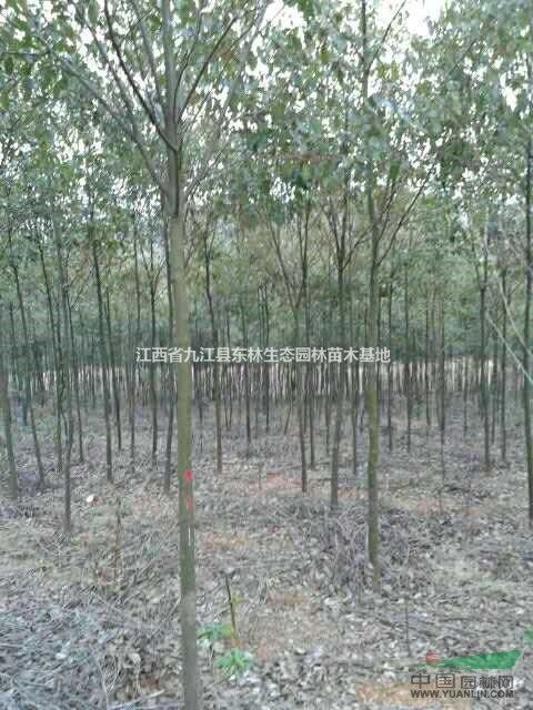 九江五公分香樟 江西5公分香樟报价 可供江浙沪五公分香樟