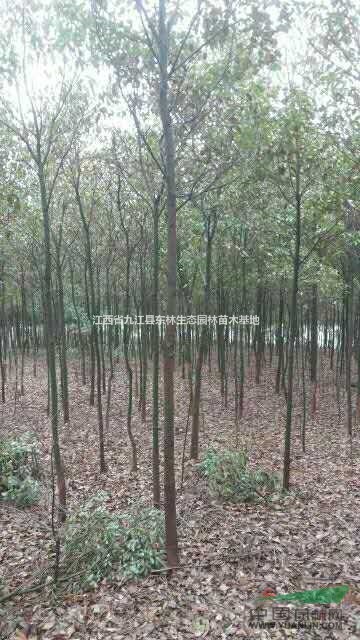 九江五公分香樟 江西5公分香樟报价 可供江浙沪五公分香樟