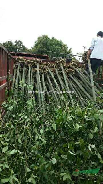 九江五公分香樟 江西5公分香樟报价 可供江浙沪五公分香樟