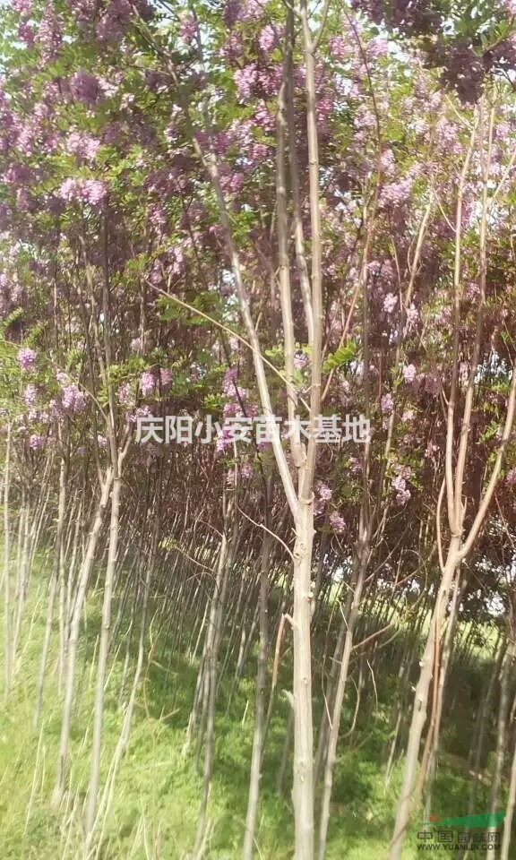 庆阳地区香花槐基地供应各种规格香花槐