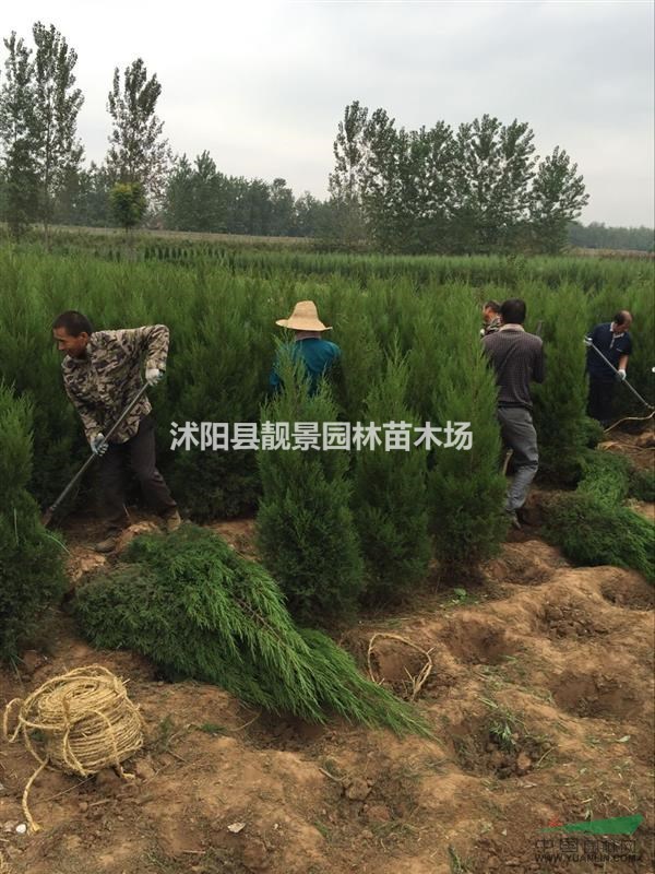 塔柏1.7米高，塔松价格，塔柏批发供应商，塔柏高速用苗