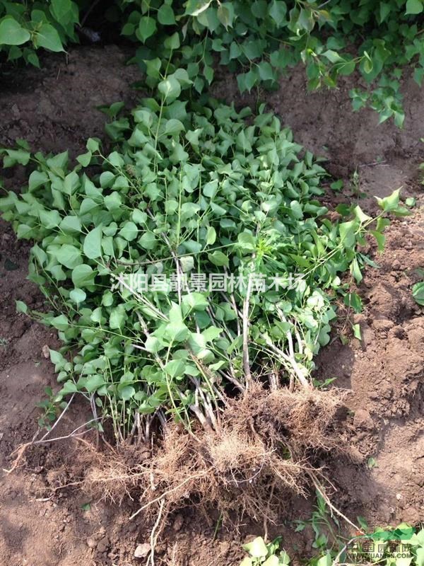 紫丁香苗，丁香树苗 ，丁香种子价格，丁香苗基地，