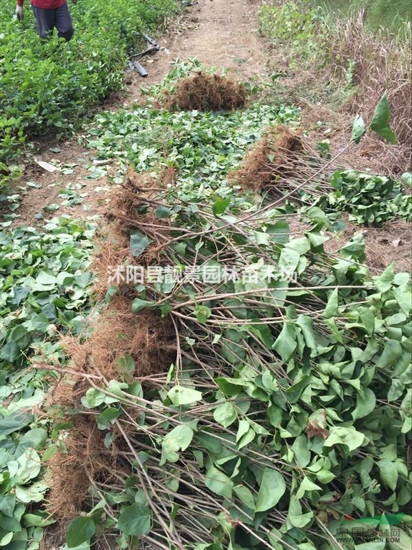紫丁香苗，丁香树苗 ，丁香种子价格，丁香苗基地，