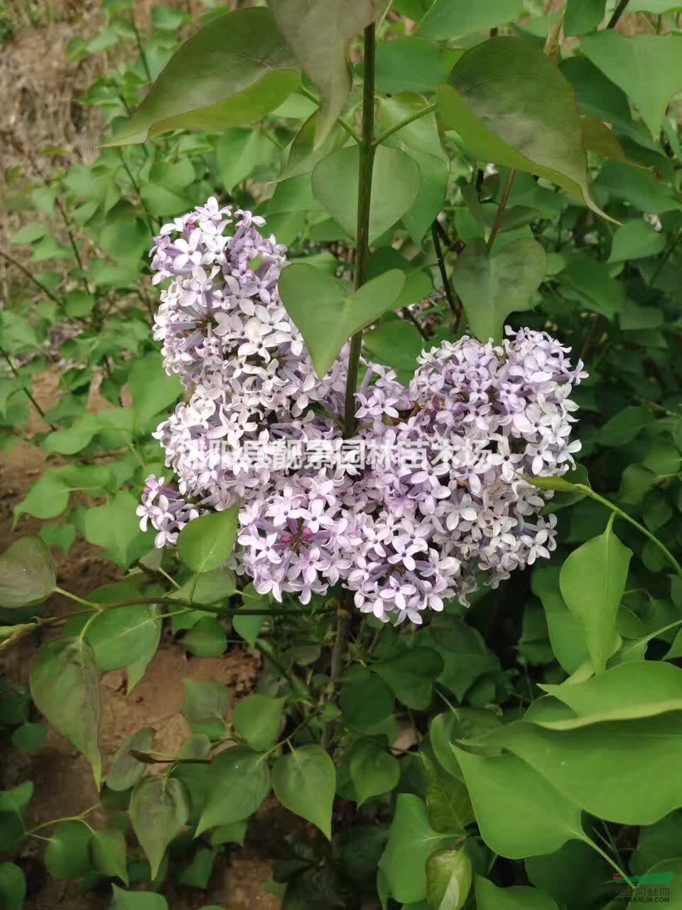 紫丁香苗，丁香树苗 ，丁香种子价格，丁香苗基地，
