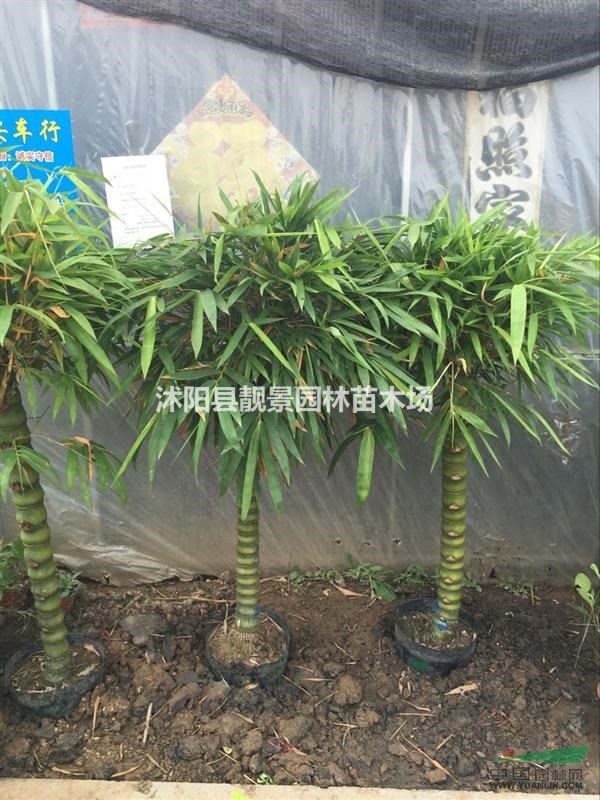 佛肚竹小苗，佛肚竹盆景，3-8佛肚竹新价格，哪里有佛肚竹