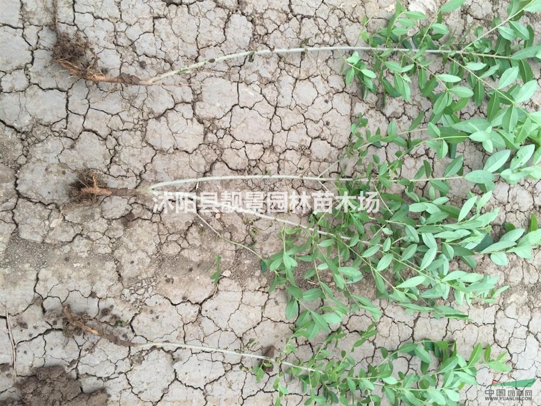 水腊苗,水腊新疆工程苗,绿篱水腊50公分高,水腊图片简介