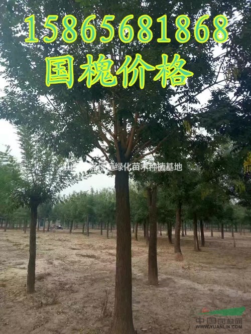 胸徑量50公分精品大規(guī)格國槐樹哪里有/國槐樹