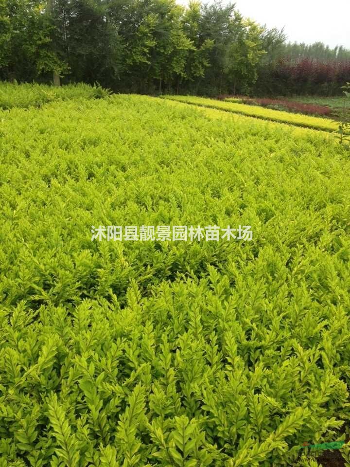 金边水蜡苗价格,金叶水腊新价格,黄叶水腊绿篱苗