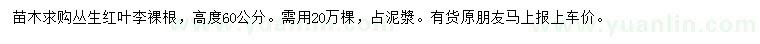 求購高度60公分叢生紅葉李