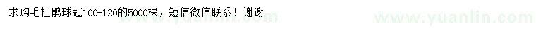 求購(gòu)冠幅100-120公分毛杜鵑球