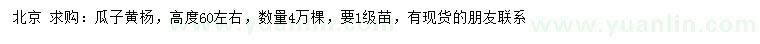 求購高度60公分左右瓜子黃楊