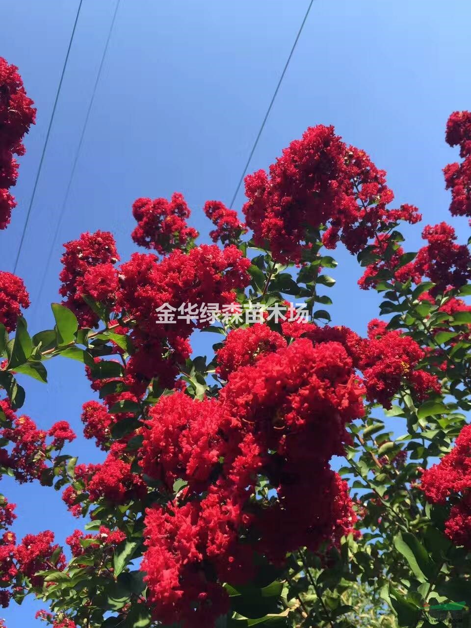紫薇、大紅花紫薇、美國(guó)紫薇、金華苗木