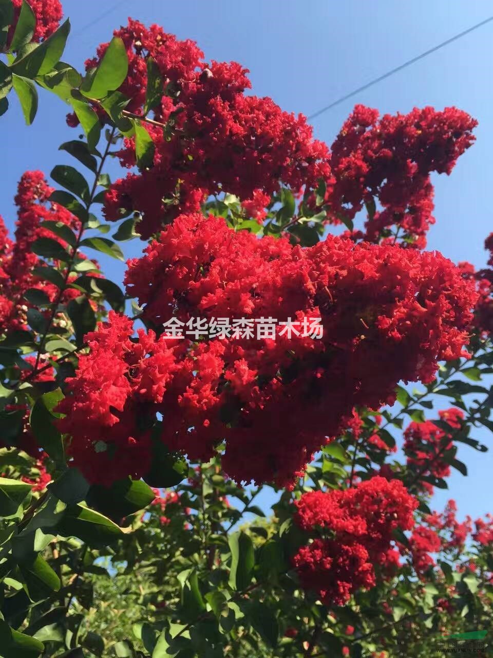 紫薇、大紅花紫薇、美國(guó)紫薇、金華苗木