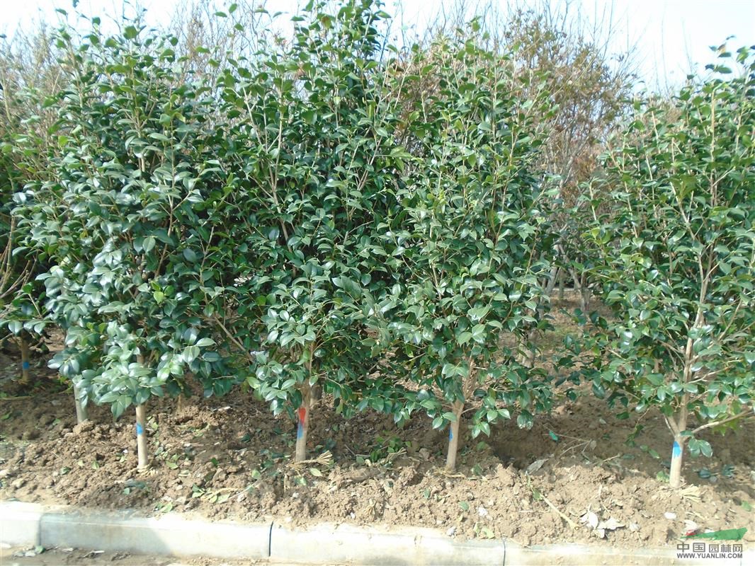耐冬基地 ， 耐冬大小規(guī)格批發(fā)
