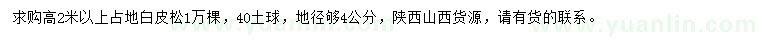 求購高2米以上占地白皮松
