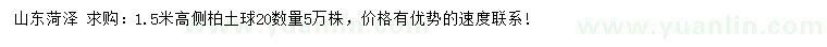 求購高1.5米側柏
