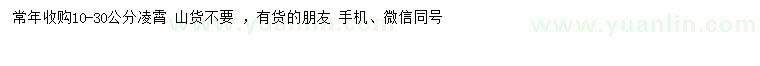 求購地徑10-30公分凌霄