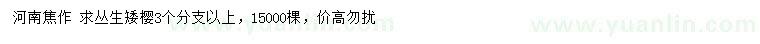 求購3個分支以上叢生矮櫻